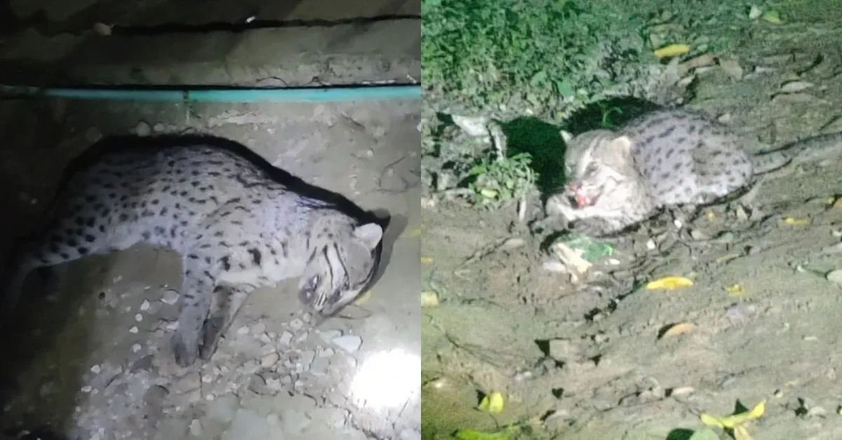 সাতবাড়িয়ায় মেছো বিড়াল উদ্ধার