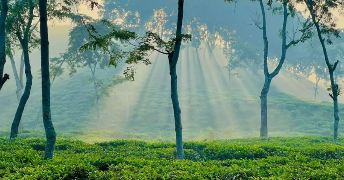 শীতের ছুটিতে শ্রীমঙ্গল ভ্রমণ